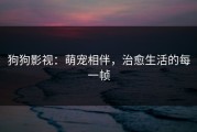 狗狗影视：萌宠相伴，治愈生活的每一帧